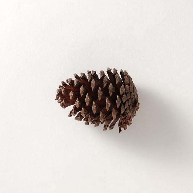 松ぼっくりナチュラルM