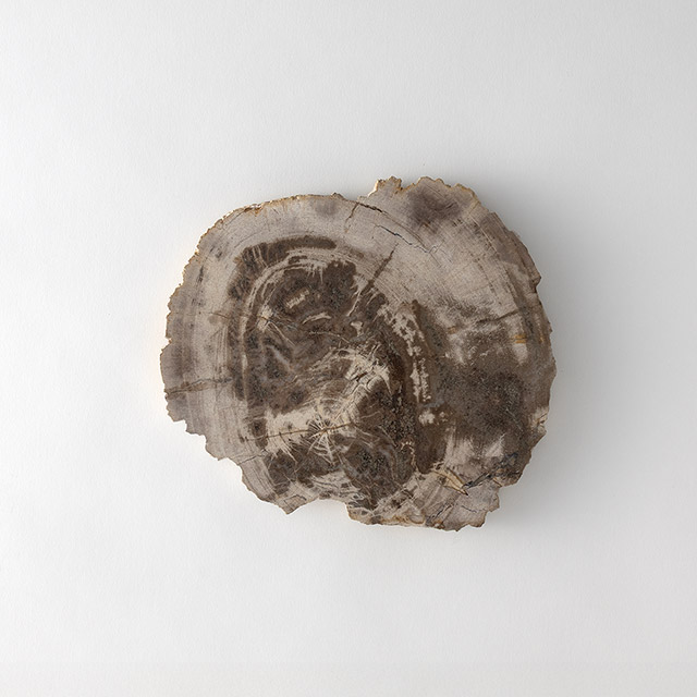 珪化木プレート ナチュラル 大