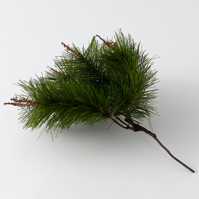 祝)松3本 ショート