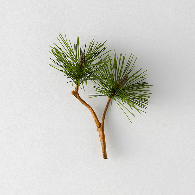 松葉の枝　2房