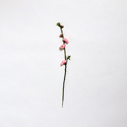 桃の花　枝１　薄ピンク
