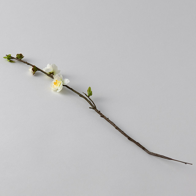 桃の花　枝１　白