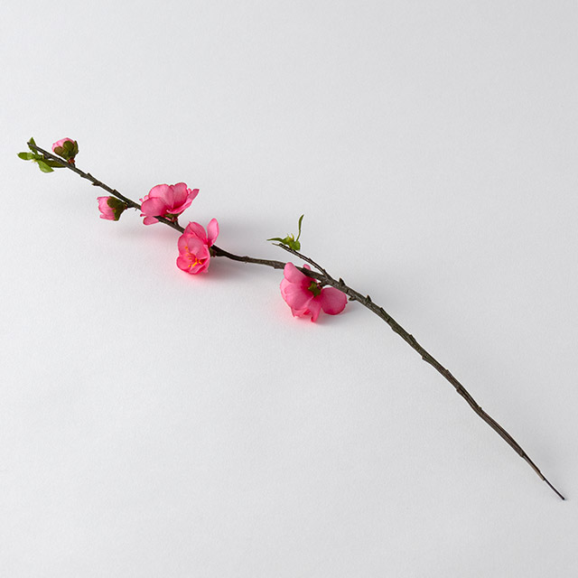 桃の花　枝1　濃いピンク